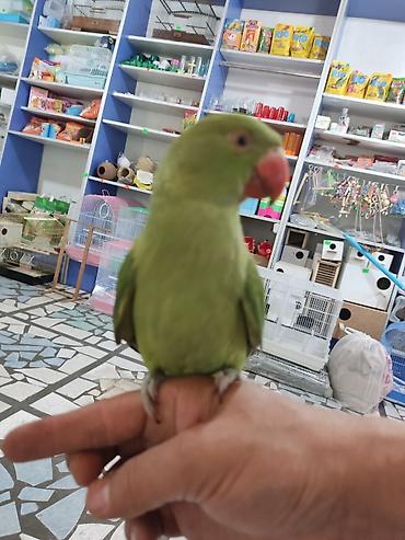 Птицы: Ручной ожереловый попугай! Если у вас никогда не было опыта — 6