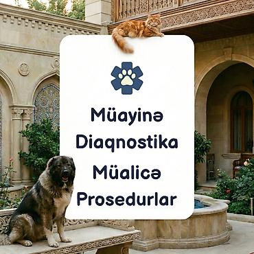 piwik hekimi: Baytar | Səyyar Baytarlıq Xidmətmətləri — 👨🏻‍⚕️ Peşəkar və təcrübəli — 2