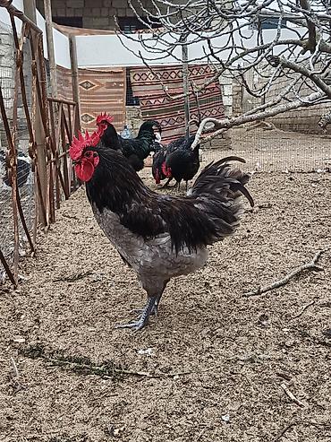 Xoruzlar: Məhsul: Safqan xoruzlar Təsvir:Təmiz qan Alman astralop cins — 24