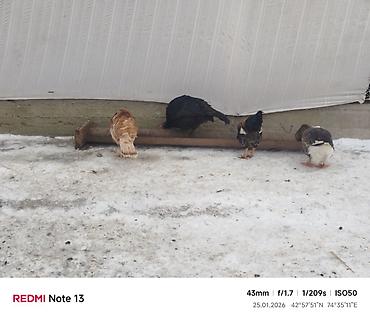 Индюки: Продаю | Индюк (самец) | Для разведения | Племенные — 3