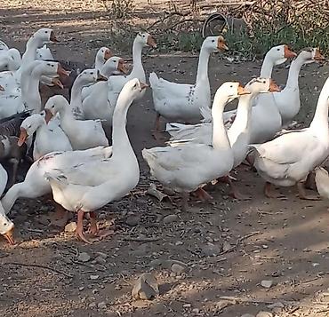 kend colpası: Satlıq qaz sürüsü qaz sürüsü kök qardalı ilə baxılmış 50 ədəddir — 3