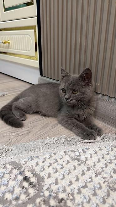 британская кошка шиншилла: Британская короткошёрстная, 2 месяца, Мальчик, Голубой, Приучена к лотку — 1