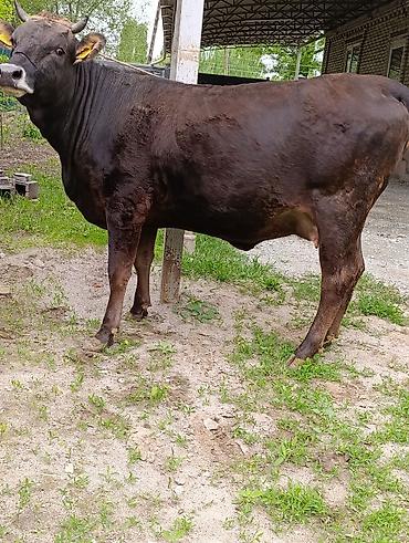 Коровы, быки: Продаю | Корова (самка) — 7