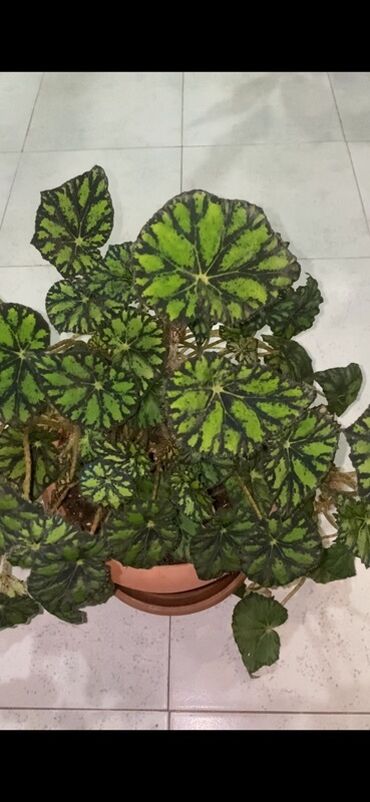 Otaq bitkiləri: Bu begoniya bitkisi iri, yaşıl və qara naxışlı yarpaqları ilə — 5