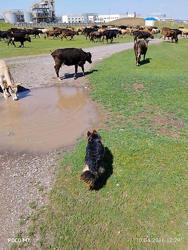 Продажа собак: Немецкая овчарка, 9 месяцев, Самка, С прививкой at lalafo.kg — 8 Продажа собак: Немецкая овчарка, 9 месяцев, Самка, С прививкой — 8