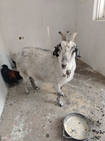 Козы, козлы: Продаю | Коза (самка), Козлёнок | Для разведения, Для молока | Котные — 9