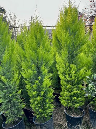 Tinglər: Məhsul: İynəyarpaqlı dekorativ ağac və xurma tingləri - Thuja/Kiparis — 6