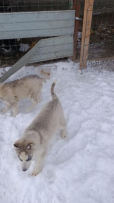 Продажа собак: Продается щенки хаски !!!! — 9