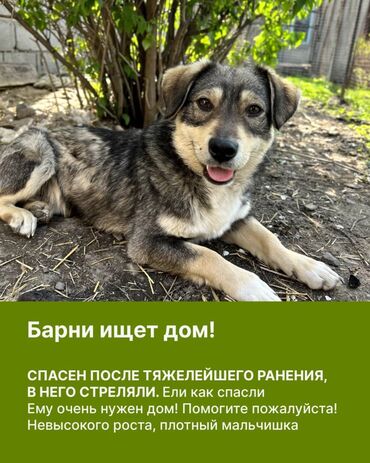 купить дрессированную собаку: ОТДАМ ДАРОМ🐕.Взрослых  собак.будут хорошими охранниками.Собаки