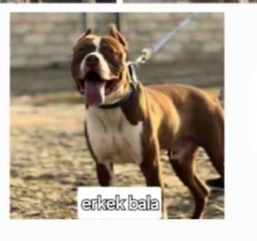 it satişi: Pitbul, 4 ay, Dişi, Peyvəndli — 5