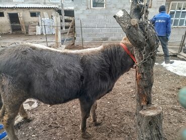 Коровы, быки: Продаю | Бык (самец) | Полукровка, Монбельярд | На откорм | Привязанные — 14