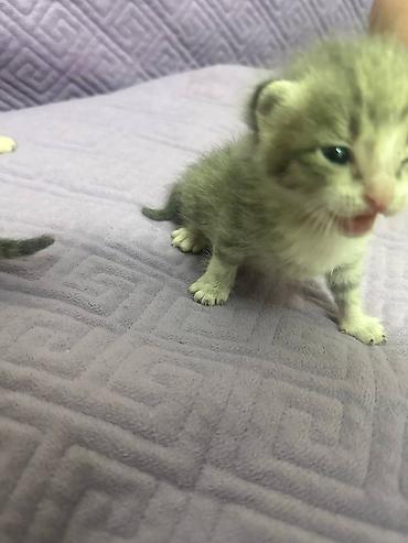 Продажа кошек: Котята-домашние малыши - Возраст: новорождённые, ещё молочного — 3