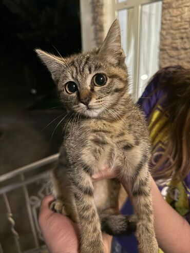 Продажа кошек: 🐾 Отдам котят в добрые руки! 🐾 У нас есть 4 невероятно ласковых