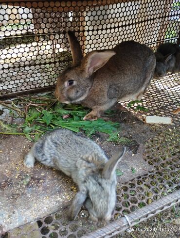 милые животные: Продаю крольчат Фландер 300 сом. Николай