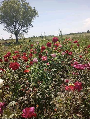 yeni il sufresi: Məhsul: Nadir dekorativ gül və kol bitkiləri üçün tinglər - — 6