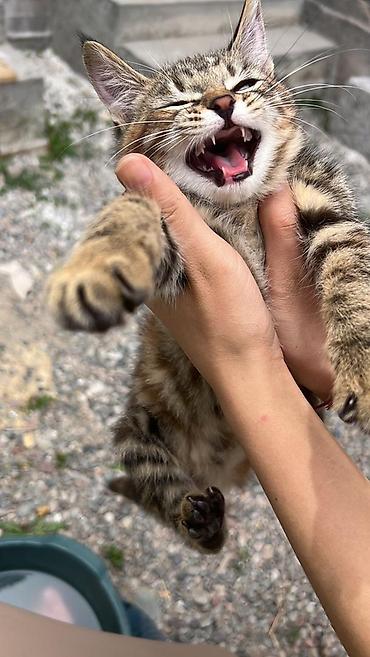 Отдам даром кошку: Кошка даром: Беспородная, Девочка — 11