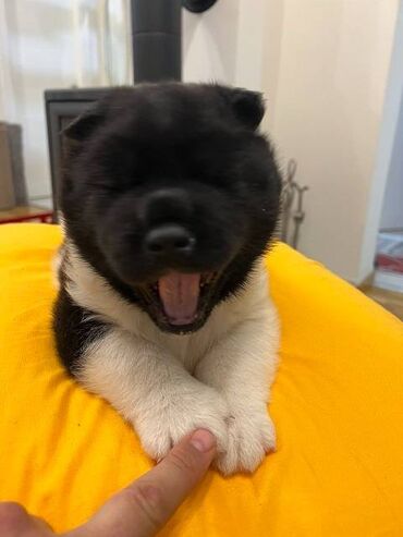 Psi: Američka akita štenci, muško i žensko štene, stari mesec dana — 6