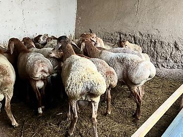 шотландский кошки: Продаю | Баран (самец) | Для разведения — 4