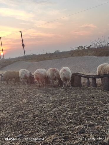 Qoyunlar, qoçlar: Salam. 6 baş qoyun satılır . Razılaşma yolu ilə, cinsidir . 🐑 Yerli — 8