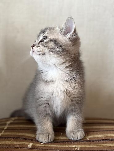 Pişiklər: British tipli pişik balaları - Cins: British Shorthair (şəkillərdə — 16