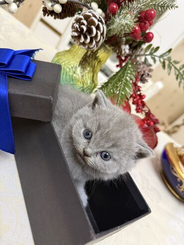 Pişiklər: Britan yastı qulaq, Dişi, Erkək, Yaxşı əllərə, Ödənişli çatdırılma, Ünvandan götürmə — 18