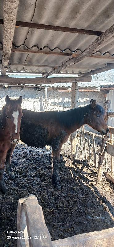 Лошади, кони: Продаю | Жеребенок | Полукровка | Рабочий — 2