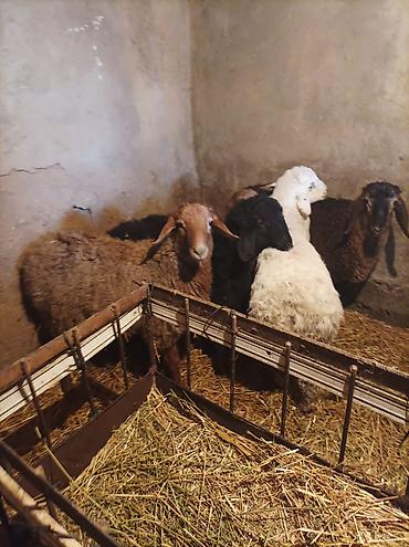 Баран, овца: Продаю | Ягненок | Для разведения — 2