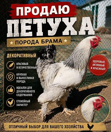 карликовые утки: Продаю | Петух | Брама | Для разведения — 1