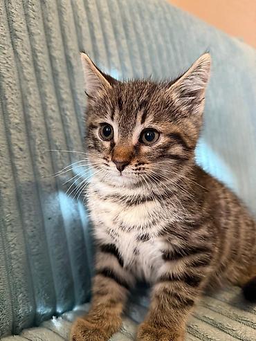 Pişiklər: Britan — 11