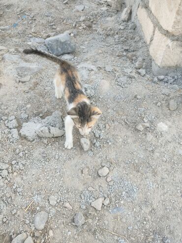 qara pişik şəkilləri: Pişik balası, ağ, qara və narıncı rənglərin qarışığı olan üçrəngli