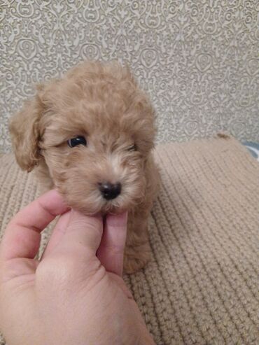 İtlər: Pudel, 2 ay — 7