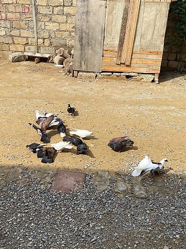 xudat heyvan satışı: 16 dene heyvandı ususu olanda var saglam heyvanlardı tek tek satılmır — 4