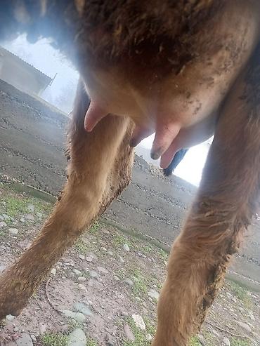 Коровы, быки: Продаю | Корова (самка) | На откорм | Привязанные — 17