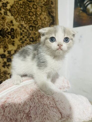кошка с разными глазами: Продаю вислоухую девочку.Родилась14 мая