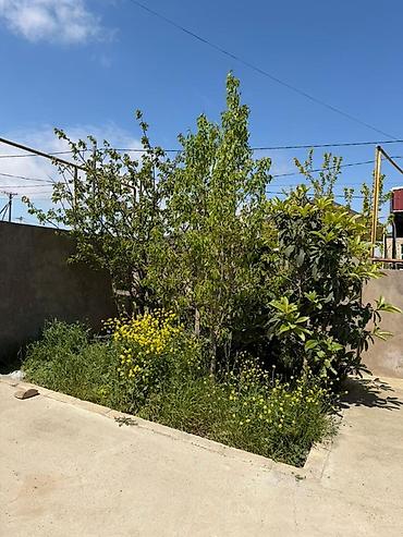 ardıc ağacı: 3 otaqlı, 90 kv. m, Orta təmir — 4