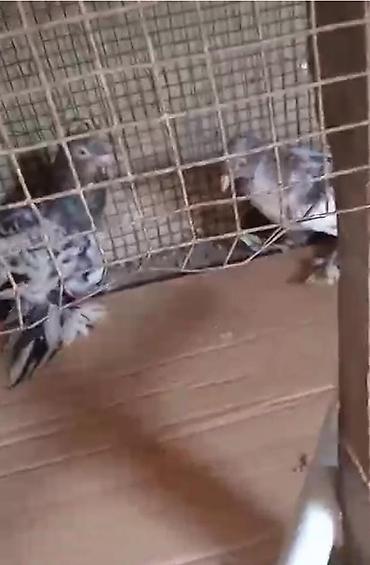 göyərçin satışı: Dort eded iri lelekli qus satilir bir anadir iki bala olar kekilsizdir — 7