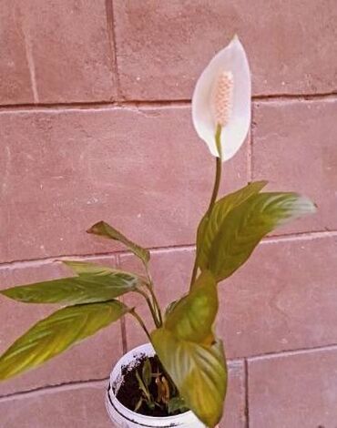 цветок бенджамин фикус: Спатифиллум. Цветок женское счастье