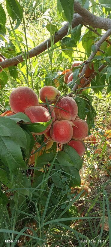 Фрукты и ягоды: Фрукты и ягоды — 8