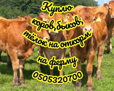 продаю кукуруз: Куплю | Коровы, быки, Лошади, кони | На откорм, Откормленные