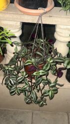 Otaq bitkiləri: Her biri ucuz kimete Gencededi catirma var size yaxin yere ancag — 36