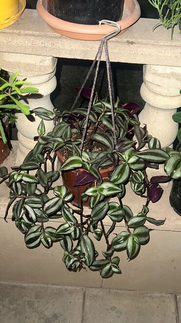 Otaq bitkiləri: Her nov guler var endirimnen verecem Gencedi istiyen yazsin satiş -da lalafo.az — 30 Otaq bitkiləri: Her nov guler var endirimnen verecem Gencedi istiyen yazsin satiş — 30