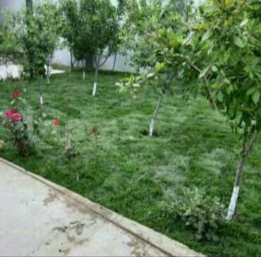 Toxumlar: Qazon si̇fari̇şi̇ həyət və villalar ücün yüksək kefiyətli qazon — 7