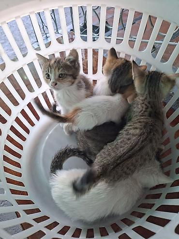 котят ош: Отдам котят. 3 мальчика 3 девочки. котятам 2 месяца, кушают сами уже — 9