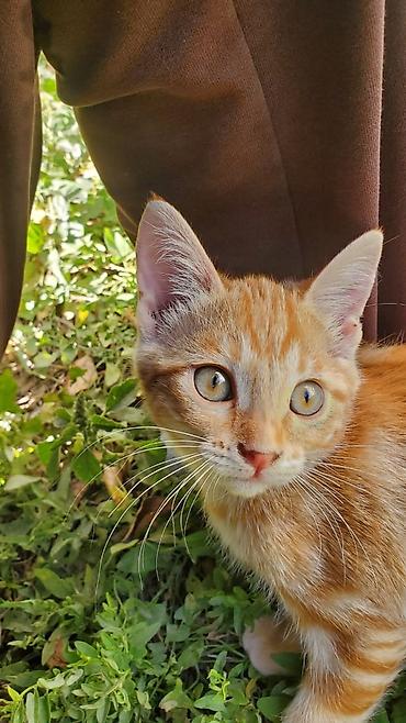 Животные: Отдам в хорошие руки. Рыжие котята. к лотку приучены. - короткая — 3