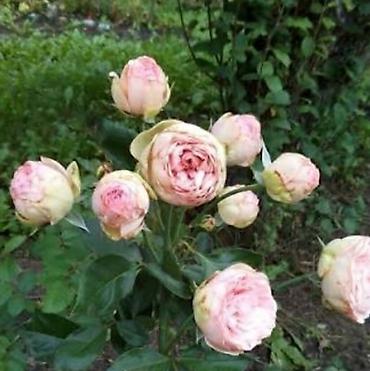 Размещение рекламы: В продаже комнатные цветы и многолетние садовые цветы. 1. Алое вера — 14