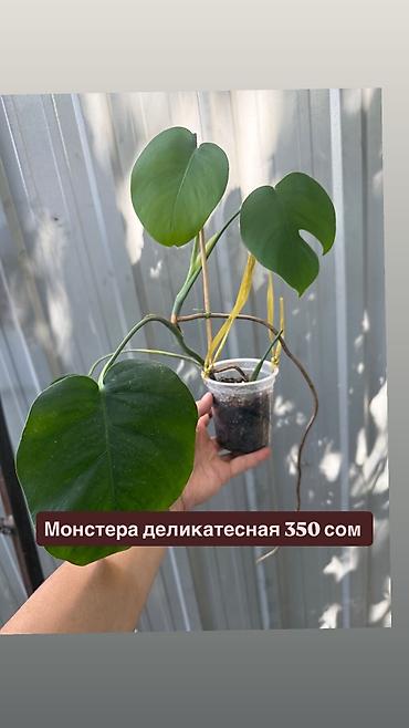 Монстера деликатесная Цена на фото. Молодое at lalafo.kg Монстера деликатесная Цена на фото. Молодое