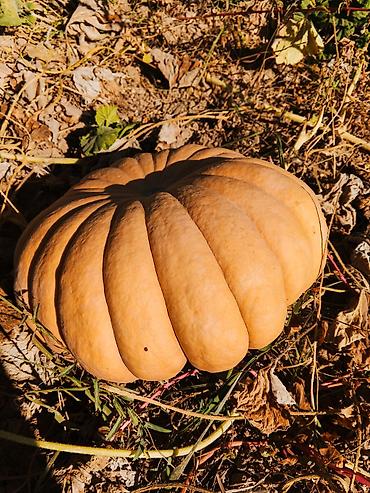 тыква сколько стоит: 🎃 Свежая тыква!

Спелая и натуральная тыква.

📞 Телефон — 1