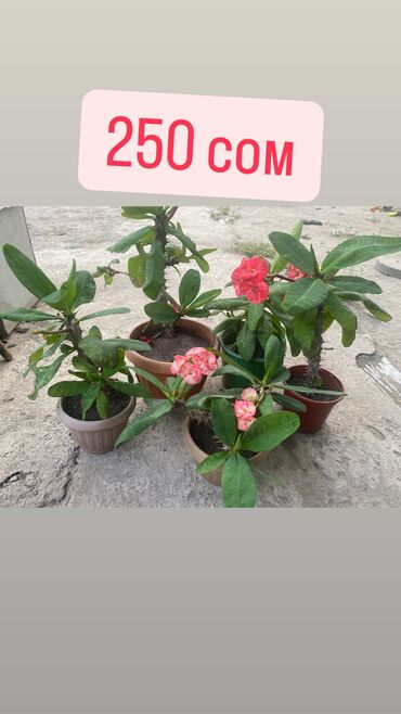 детская манеж кровать: Распродажа комнатных цветов! Молочай 🌸