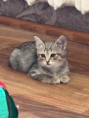 баранина живой: 🐾 **Отдам котят в добрые и заботливые руки!** 🐾 У нас **6 котят** — — 8