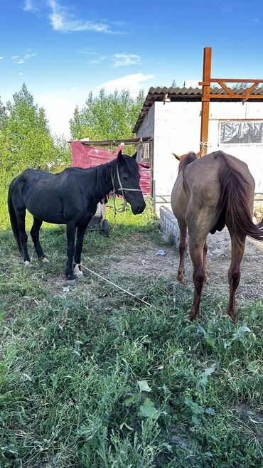 Лошади, кони: Продаю | Кобыла (самка) | На забой, Рабочий
